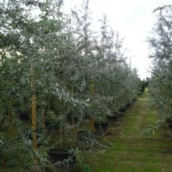 Sierpeer Als Struik (Pyrus Salicifolia 'Pendula') -Aanbiedingen Bloem Land Winkel 20120213155559 6