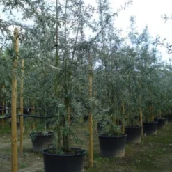 Sierpeer Als Struik (Pyrus Salicifolia 'Pendula') -Aanbiedingen Bloem Land Winkel 20120213155637 6