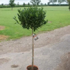 Echte Laurier Op Stam (Laurus Nobilis) -Aanbiedingen Bloem Land Winkel 20120213163018 4