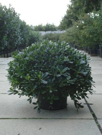 Australische Laurier (Pittosporum Tobira 'Nanum') 7 Australische Laurier (Pittosporum Tobira 'Nanum') - Afbeelding 5