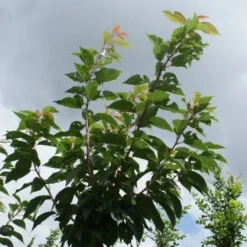 Japanse Sierkers (Prunus Serrulata 'Kanzan') 13 Japanse Sierkers (Prunus Serrulata 'Kanzan') -Aanbiedingen Bloem Land Winkel 20120214142932 16