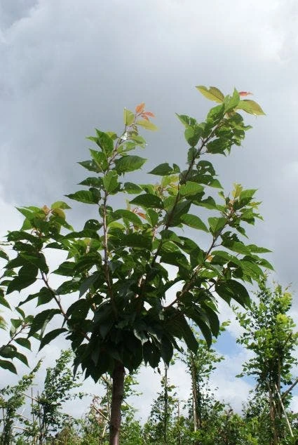 Japanse Sierkers (Prunus Serrulata 'Kanzan') 7 Japanse Sierkers (Prunus Serrulata 'Kanzan') - Afbeelding 5