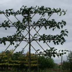 Sierpeer Als Leiboom (Pyrus Calleryana 'Chanticleer') -Aanbiedingen Bloem Land Winkel 20120214143602 13