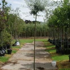 Treursierpeer (Pyrus Salicifolia 'Pendula') -Aanbiedingen Bloem Land Winkel 20120214143823 9