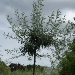 Treursierpeer (Pyrus Salicifolia 'Pendula') -Aanbiedingen Bloem Land Winkel 20120214143843 9