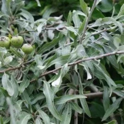 Treursierpeer (Pyrus Salicifolia 'Pendula') -Aanbiedingen Bloem Land Winkel 20120214143902 9
