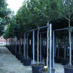 Beverboom (Magnolia Kobus) -Aanbiedingen Bloem Land Winkel 20120214144339 19