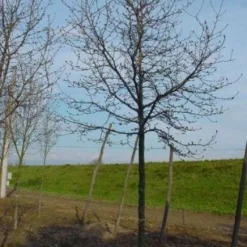 Beverboom (Magnolia Kobus) -Aanbiedingen Bloem Land Winkel 20120214144416 19