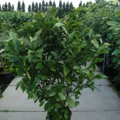 Beverboom, Struik (Magnolia Susan) -Aanbiedingen Bloem Land Winkel 20120214144559 10