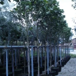 Beverboom (Magnolia 'Galaxy') 7 Beverboom (Magnolia 'Galaxy') -Aanbiedingen Bloem Land Winkel 20120214144656 7