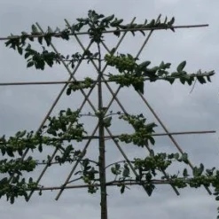 Sierappel Als Leiboom (Malus 'Evereste') -Aanbiedingen Bloem Land Winkel 20120214155851 8