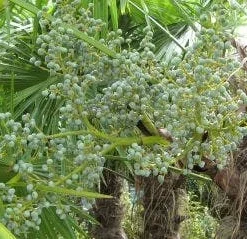 Winterharde Palm (Trachycarpus Fortunei) -Aanbiedingen Bloem Land Winkel 20120214160104 14