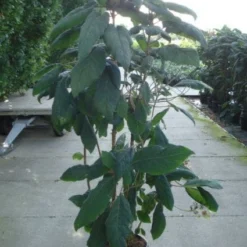 Fluweelhortensia (Hydrangea Aspera 'Macrophylla') -Aanbiedingen Bloem Land Winkel 20120215134833 6