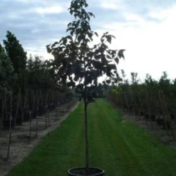 Zakdoekjesboom (Davidia Involucrata) 10 Zakdoekjesboom (Davidia Involucrata) -Aanbiedingen Bloem Land Winkel 20120217140527 5