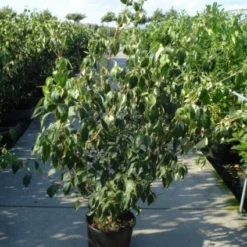 Japanse Kornoelje (Cornus Kousa) -Aanbiedingen Bloem Land Winkel 20120218102230 60 12