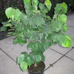 Chinese Judasboom (Cercis Chinensis 'Avondale') 15 Chinese Judasboom (Cercis Chinensis 'Avondale') -Aanbiedingen Bloem Land Winkel 20120218104451 5