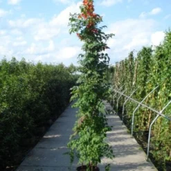 Trompetbloem (Campsis Tagliabuana 'Mme Galen') -Aanbiedingen Bloem Land Winkel 20120218105251 9