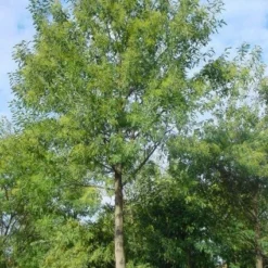 Mimosa Als Boom (Acacia Dealbata) -Aanbiedingen Bloem Land Winkel 20120219160954 6