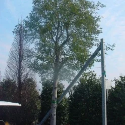 Mimosa Als Boom (Acacia Dealbata) -Aanbiedingen Bloem Land Winkel 20120219161040 6