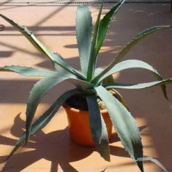Agave (Agave Americana) -Aanbiedingen Bloem Land Winkel 20120220095510 3