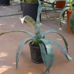 Agave (Agave Americana) -Aanbiedingen Bloem Land Winkel 20120220095542 3