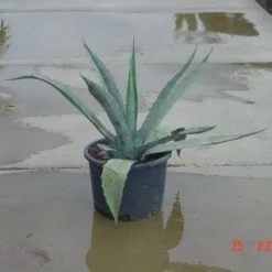 Agave (Agave Americana) -Aanbiedingen Bloem Land Winkel 20120220095820 3