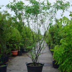 Krentenboom Als Struik (Amelanchier Lamarckii) -Aanbiedingen Bloem Land Winkel 20120220100746 13