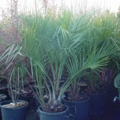 Geleipalm (Butia Capitata) -Aanbiedingen Bloem Land Winkel 20120220110229 6