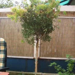 Lampepoetserplant Op Stam (Callistemon Laevis ) -Aanbiedingen Bloem Land Winkel 20120220111108 1