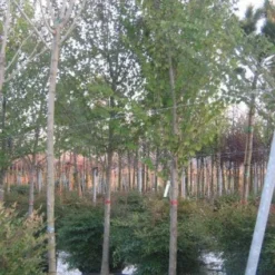 Judasboom (Cercis Siliquastrum) -Aanbiedingen Bloem Land Winkel 20120220144824 10