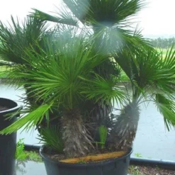 Dwergpalm (Chamaerops Humilis 'Vulcano') -Aanbiedingen Bloem Land Winkel 20120220145217 8