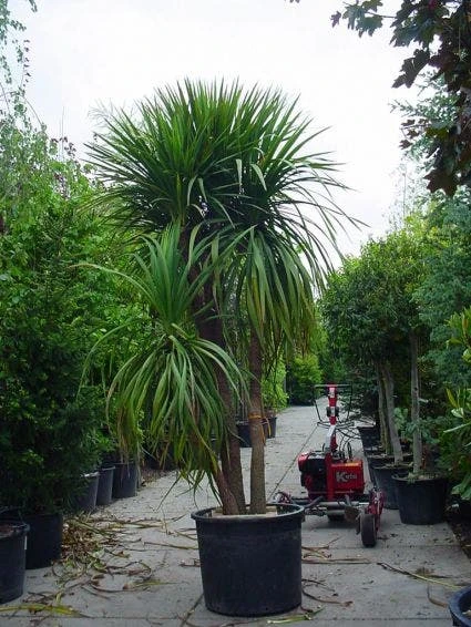 Cordyline (Cordyline Australis) 6 Cordyline (Cordyline Australis) - Afbeelding 4