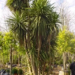 Cordyline (Cordyline Australis) 18 Cordyline (Cordyline Australis) -Aanbiedingen Bloem Land Winkel 20120220150143 8