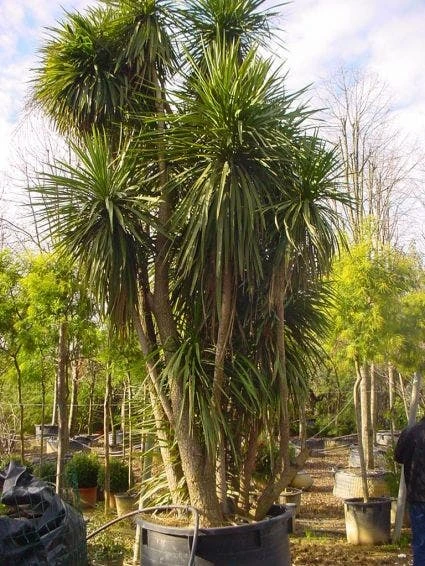 Cordyline (Cordyline Australis) 5 Cordyline (Cordyline Australis) - Afbeelding 3