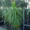Cordyline (Cordyline Australis) -Aanbiedingen Bloem Land Winkel 20120220150255 8
