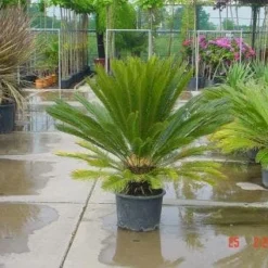 Cycaspalm (Cycas Revoluta) -Aanbiedingen Bloem Land Winkel 20120220154507 5
