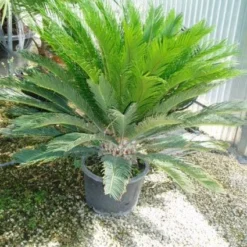 Cycaspalm (Cycas Revoluta) -Aanbiedingen Bloem Land Winkel 20120220154549 5