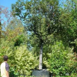 Kaki (Diospyros Kaki) 15 Kaki (Diospyros Kaki) -Aanbiedingen Bloem Land Winkel 20120220155112 8