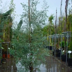 Winterharde Gomboom (Eucalyptus Gunnii) -Aanbiedingen Bloem Land Winkel 20120220160905 5
