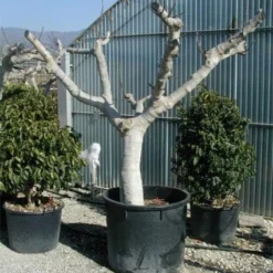 Vijg Als Solitair (Ficus Carica) -Aanbiedingen Bloem Land Winkel 20120220162113 7