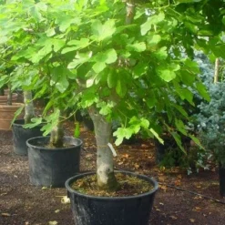 Vijg Als Solitair (Ficus Carica) -Aanbiedingen Bloem Land Winkel 20120220162214 7