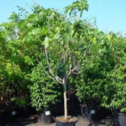 Vijg Op Stam (Ficus Carica) 15 Vijg Op Stam (Ficus Carica) -Aanbiedingen Bloem Land Winkel 20120220162356 8