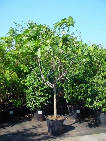 Vijg Op Stam (Ficus Carica) 6 Vijg Op Stam (Ficus Carica) - Afbeelding 4