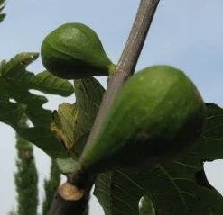 Vijg Op Stam (Ficus Carica) 14 Vijg Op Stam (Ficus Carica) -Aanbiedingen Bloem Land Winkel 20120221133840 8
