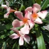 Roze Oleander (Nerium Oleander) -Aanbiedingen Bloem Land Winkel 20120225093131 8