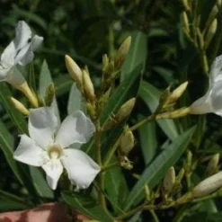 Oleander Als Leivorm (Nerium Oleander) -Aanbiedingen Bloem Land Winkel 20120225093249 1