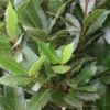 Echte Laurier Als Piramide (Laurus Nobilis) -Aanbiedingen Bloem Land Winkel 20120225095147 7
