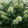 Pluimhortensia (Hydrangea Paniculata 'Unique') -Aanbiedingen Bloem Land Winkel 20120225112741 5