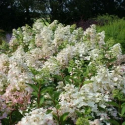 Pluimhortensia (Hydrangea Paniculata 'Unique') 11 Pluimhortensia (Hydrangea Paniculata 'Unique') -Aanbiedingen Bloem Land Winkel 20120225112833 5