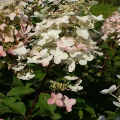 Pluimhortensia (Hydrangea Paniculata 'Unique') 14 Pluimhortensia (Hydrangea Paniculata 'Unique') -Aanbiedingen Bloem Land Winkel 20120225112900 5